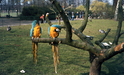 804452 Afbeelding van twee papegaaien in het Julianapark te Utrecht.